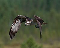 Fischadler - Zum Vergroessern klicken!